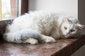 A white cat is relaxing peacefully on the windowsill Royalty Free Stock Photo