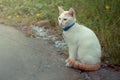 white cat relaxing on the road.