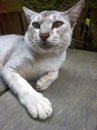 White cat is relaxing in the yard next to the house Royalty Free Stock Photo