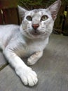 White cat is relaxing in the yard next to the house Royalty Free Stock Photo