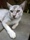 White cat is relaxing in the yard next to the house Royalty Free Stock Photo