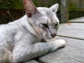 White cat is relaxing in the yard next to the house Royalty Free Stock Photo