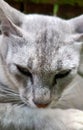 White cat is relaxing in the yard next to the house Royalty Free Stock Photo