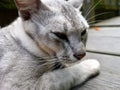 White cat is relaxing in the yard next to the house Royalty Free Stock Photo