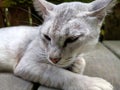 White cat is relaxing in the yard next to the house Royalty Free Stock Photo