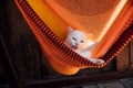 White cat rest is basking in an orange hammock. Cat washes Royalty Free Stock Photo