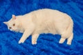 White cat resting on a blue sofa Royalty Free Stock Photo