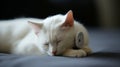 White cat resting with a sleek electronic device Royalty Free Stock Photo