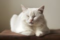 White cat rests peacefully on brown surface, eyes closed, showcasing plush fur and whiskers