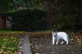 A white cat is roaming with mouth open in an urban park. concrete walls. autumn leaf