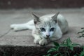 White cat on the rock.