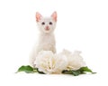 White cat with white roses Royalty Free Stock Photo