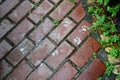 White cat\'s footprints on wet paving slabs.