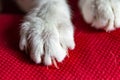 White cat`s paw with claw