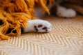 A white cat's paws on an orange blanket. Cozy home. Royalty Free Stock Photo