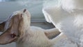 White cat\'s spoiling himself. He\'s chewing on the rug. Devonrex cat on the window