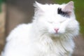 White cat, screwed up eyes...