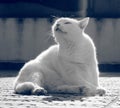 White fat cat seated in the sun