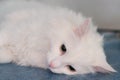White cat sedated at the veterinary clinic
