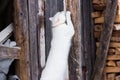 White cat sharpen claws in village Royalty Free Stock Photo