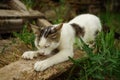 White cat sharpening its claws on a wooden plank in the garden Royalty Free Stock Photo