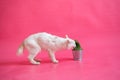 A white cat with a short red tail eats fresh grass from a steel pot. Kuril bobtail sniffs greens on a pink background. Royalty Free Stock Photo