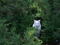 White cat in shrubbery Royalty Free Stock Photo