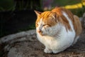 White cat sit on cold ground Royalty Free Stock Photo