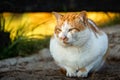 White cat sit on cold ground Royalty Free Stock Photo
