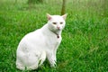 White cat Royalty Free Stock Photo
