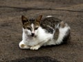 The white Cat sit on the ground Royalty Free Stock Photo