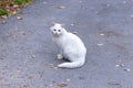 A white cat sits on the asphalt