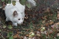 White cat sits in the bushes in ambush and hunts Royalty Free Stock Photo