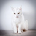 White cat sits on a gray, wooden table. On a white background