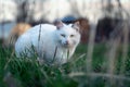 White cat sits in green grass on the meadow and warily looks at the camera