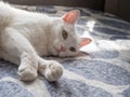 White cat sits in the rays of sunlight on the couch Royalty Free Stock Photo