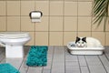 The white cat sits in a tray in the toilet. Home toilet.