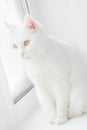 White cat sits on white windowsill. Portrait of beautiful Japanese Bobtail cat.