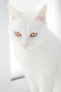 White cat sits on white windowsill. Portrait of beautiful Japanese Bobtail cat.