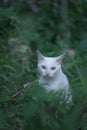 a white cat sits in the yard looking intently at the camera Royalty Free Stock Photo