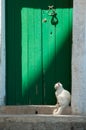 White cat sitting against a green door. Royalty Free Stock Photo