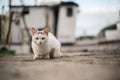 White cat sitting on concrete, staring into camera... Royalty Free Stock Photo