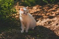 White cat sitting on the ground , green grass of summer , the sun shines brightly , the kitten