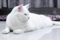 White cat