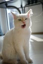 The white cat is sitting in the house. Royalty Free Stock Photo