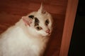 White cat sitting and looking up into the camera from light brown wooden floor in a room indoors Royalty Free Stock Photo