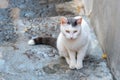 White cat sitting on the narrow street