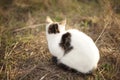 White cat sitting in the old brown grass, relaxes in a sunny garden Royalty Free Stock Photo