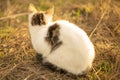 White cat sitting in the old brown grass in a sunny garden Royalty Free Stock Photo