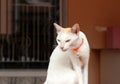 White cat sitting and orange cat strap. It is a small domesticated carnivorous mammal.